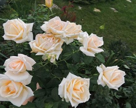 Description of hybrid tea rose varieties Versilia, cultivation technology