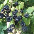 Description of the best varieties of blackberries for the Moscow region, planting, growing and care