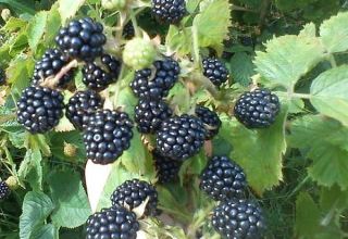 Descripción de las mejores variedades de moras para la región de Moscú, plantación, cultivo y cuidado.