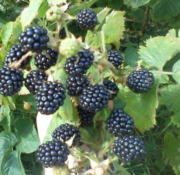 Descripción de las mejores variedades de moras para la región de Moscú, plantación, cultivo y cuidado.