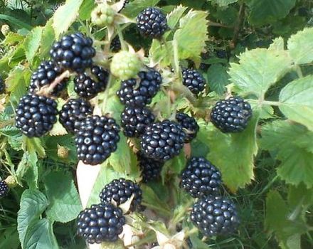 Descripción de las mejores variedades de moras para la región de Moscú, plantación, cultivo y cuidado.