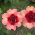 Description of varieties of Nepalese Potentilla, application in landscape design