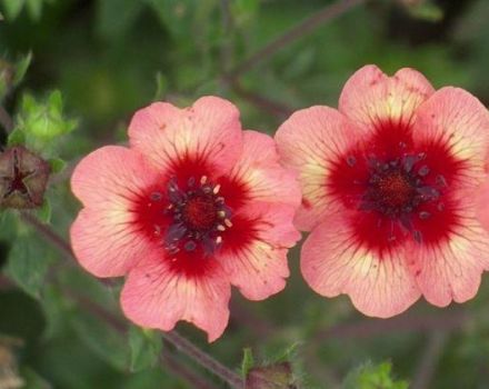 Descripción de las variedades de Potentilla nepalesa, aplicación en el diseño del paisaje.