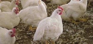 Description and characteristics of Iza Hubbard broilers, breeding rules