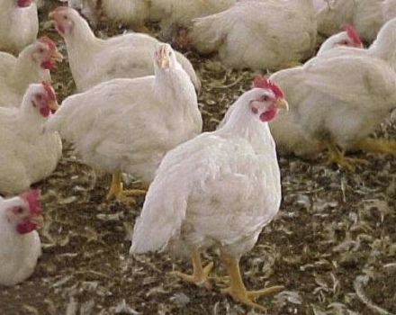 Description and characteristics of Iza Hubbard broilers, breeding rules