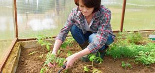 Cara malas menanam tomato dicuba dan diuji selama bertahun-tahun