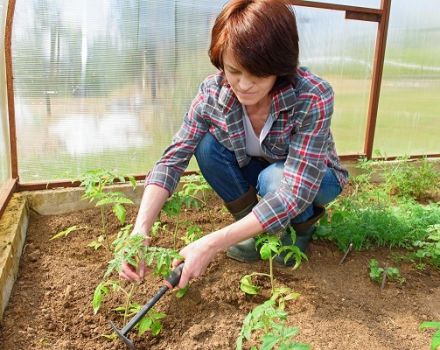 La manière paresseuse de cultiver des tomates éprouvée et testée depuis des années