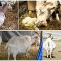 How and for how much it is correct to run a goat before lambing, life hacks and problems