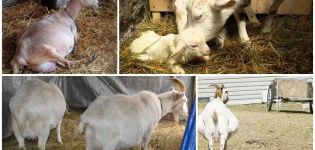 How and for how much it is correct to run a goat before lambing, life hacks and problems