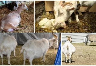 How and for how much it is correct to run a goat before lambing, life hacks and problems