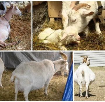 How and for how much it is correct to run a goat before lambing, life hacks and problems