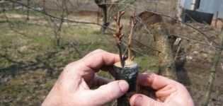 Step-by-step instructions on how to properly plant cherries on cherries and the timing of the procedure for beginners