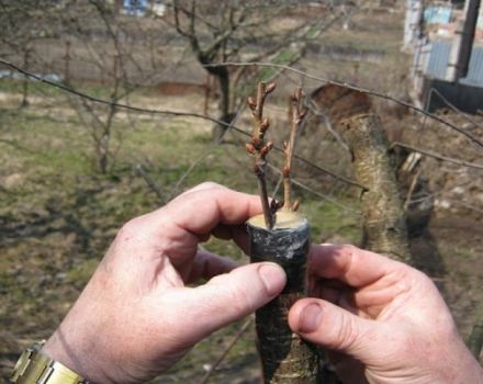 Podrobný návod, jak správně zasadit třešně do višní a načasování postupu pro začátečníky