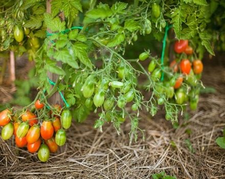 Description de la variété de tomate papillon, ses caractéristiques et sa productivité