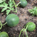 Technology for growing watermelons in the open field, soil selection, formation and care