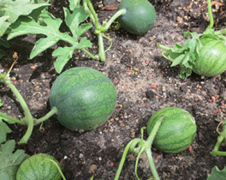 Tecnología para el cultivo de sandías en campo abierto, selección, formación y cuidado del suelo.