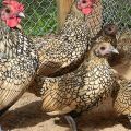 Description and characteristics of the sibright chicken breed, conditions of detention