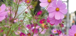 Description des meilleures variétés de cosme, plantation et entretien en plein champ