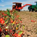 How to properly grow and care for tomatoes in the open field in the Moscow region