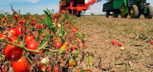 Come coltivare e prendersi cura correttamente dei pomodori in campo aperto nella regione di Mosca