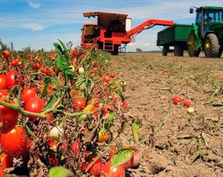 Cómo cultivar y cuidar adecuadamente los tomates en campo abierto en la región de Moscú