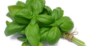 TOP 10 recipes on how to properly prepare basil for the winter at home