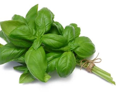 Ang top 10 na mga recipe para sa kung paano maayos na maghanda ng basil para sa taglamig sa bahay