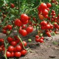 Variedades de tomates de bajo crecimiento para campo abierto sin pellizcar.