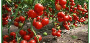 Variedades de tomates de bajo crecimiento para campo abierto sin pellizcar.