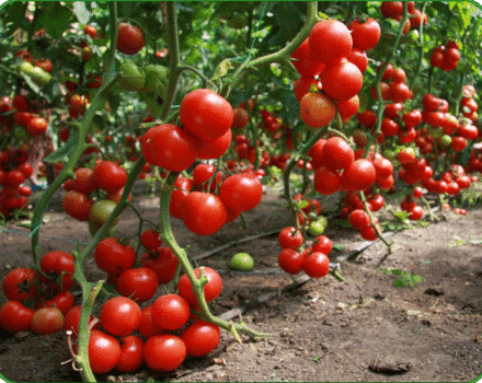 Variedades de tomates de bajo crecimiento para campo abierto sin pellizcar.