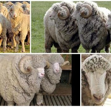 Description and characteristics of sheep of the Stavropol breed, diet and breeding