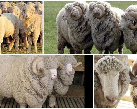 Description et caractéristiques des moutons de la race Stavropol, régime alimentaire et élevage