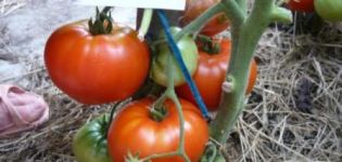 Ciri dan keterangan mengenai varieti tomato Khlebosolny, hasilnya