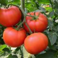 Caractéristiques et description de la variété de tomate Bogata Khata, son rendement