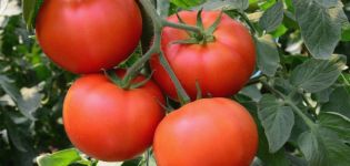 Caractéristiques et description de la variété de tomate Bogata Khata, son rendement