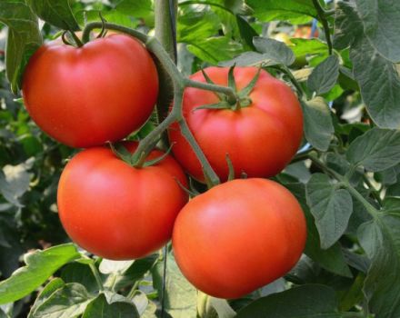 Characteristics and description of the tomato variety Bogata Khata, its yield