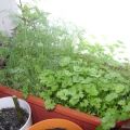 How to grow and care for parsley from seeds on a windowsill in winter