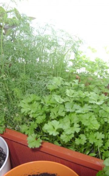 How to grow and care for parsley from seeds on a windowsill in winter