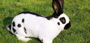 Description and characteristics of stroach rabbits, breeding rules