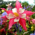 Reglas para plantar y cuidar aquilegia en campo abierto.