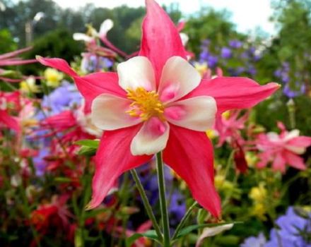 Rules for planting and caring for aquilegia in the open field