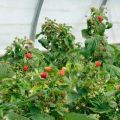 How to properly care for remontant raspberries for a good harvest