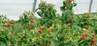 Comment bien entretenir les framboises remontantes pour une bonne récolte