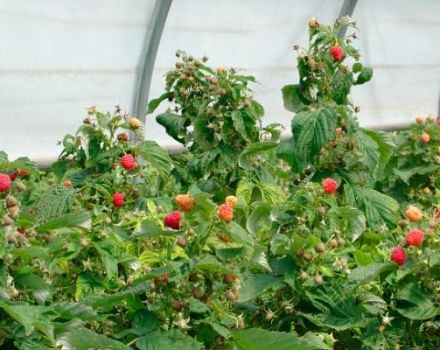 Cómo cuidar adecuadamente las frambuesas remontantes para una buena cosecha