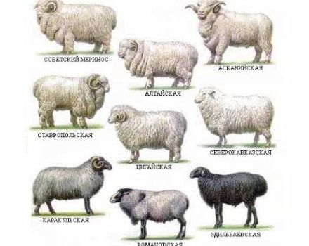 Names and characteristics of Georgian sheep breeds, which one is better to choose