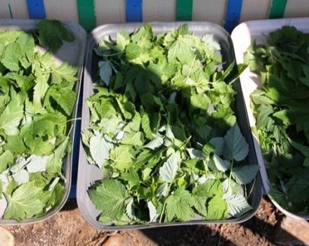 Quand ramasser et comment sécher correctement les feuilles de cassis pour l'hiver pour le thé