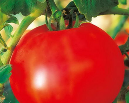 Características y descripción de la variedad de tomate Olya, su rendimiento.