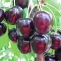 Descripción y características de las variedades de cereza Michurinskaya, plantación y cuidado.