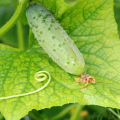 Why leaves of cucumbers can turn yellow and how to treat them, how to process them