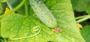 Why leaves of cucumbers can turn yellow and how to treat them, how to process them